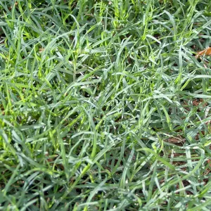 Grama Bermuda