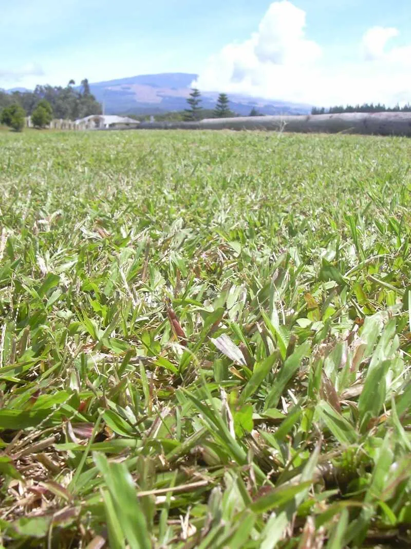 Adubação de Outono/Inverno: Preparando a Grama para o Frio